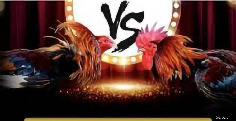 Khám Phá Sân Chơi Đá Gà V7Bet Sôi Động Và Hấp Dẫn Nhất Hiện Nay